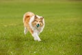 Happy pet dog playing with ball on green grass lawn. Royalty Free Stock Photo