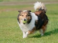 Happy pet dog playing with ball on green grass lawn, playful shetland sheepdog retrieving ball back very happy