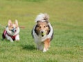 Happy pet dog playing with ball on green grass lawn, playful shetland sheepdog retrieving ball back very happy with a welsh corgi Royalty Free Stock Photo