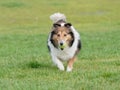 Happy pet dog playing with ball on green grass lawn, playful shetland sheepdog retrieving ball back very happy