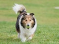 Happy pet dog playing with ball on green grass lawn, playful shetland sheepdog retrieving ball back very happy