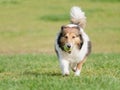 Happy pet dog playing with ball on green grass lawn, playful shetland sheepdog retrieving ball back very happy