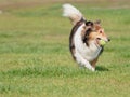 Happy pet dog playing with ball on green grass lawn, playful shetland sheepdog retrieving ball back very happy