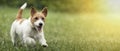 Happy pet dog puppy running in the grass in summer Royalty Free Stock Photo