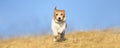Happy pet dog puppy running, walking banner Royalty Free Stock Photo