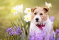 Happy pet dog puppy smiling in with flowers, spring forward, easter background Royalty Free Stock Photo