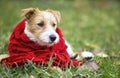 Happy pet dog wearing a red scarf - christmas card, winter concept Royalty Free Stock Photo