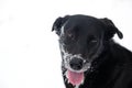 Happy pet dog in winter snow