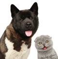 Happy pets. Cat and dog together