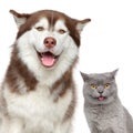 Happy pets. Husky dog and British cat Royalty Free Stock Photo
