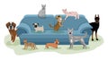 Happy pets relaxing on the sofa. Cats and dogs lie and walk near the couch. Animal friendship Royalty Free Stock Photo