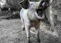 Happy pig with dirty snout poses for the camera Royalty Free Stock Photo