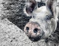 Selective focus. Happy pig with dirty snout poses for the camera Royalty Free Stock Photo