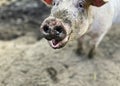 Selective focus. Happy pig with dirty snout poses for the camera Royalty Free Stock Photo