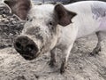Selective focus. Happy pig with dirty snout poses for the camera Royalty Free Stock Photo