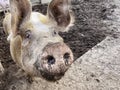 Selective focus. Happy pig with dirty snout poses for the camera Royalty Free Stock Photo