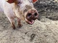 Happy pig with dirty snout poses for the camera Royalty Free Stock Photo