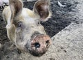 Happy pig with dirty snout poses for the camera Royalty Free Stock Photo