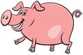 Happy pig farm animal character cartoon illustration Royalty Free Stock Photo