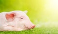 Happy pig on the meadow, on green nature background. Summer time. Happy pig smile, positive emotions Royalty Free Stock Photo