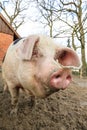 Happy pig portrait Royalty Free Stock Photo