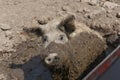 Happy pig rolling in mud. Mangalitsa - The Woolly Sheep-Pig, healthy environment and organic food production Royalty Free Stock Photo