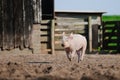 Happy pig running Royalty Free Stock Photo