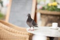 Happy pigeon eating a few crumbs, leftovers from the plate