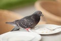 Happy pigeon eating a few crumbs, leftovers from the plate
