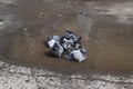 Happy pigeons bathing in a dirty pool