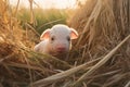 Happy piglets playing on the field, young funny pig on a spring green grass on the farm. Organic farming and agriculture Royalty Free Stock Photo