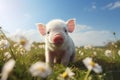 Happy piglets playing on the field, young funny pig on a spring green grass on the farm. Organic farming and agriculture Royalty Free Stock Photo