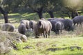 Group of pigs eating in the field Royalty Free Stock Photo