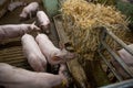 Pig indoor on a farm in Danmark. swine in the stald. Royalty Free Stock Photo