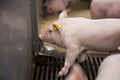 Young piglet drinking water at pig breeding farm