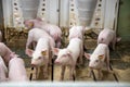 Piglet waiting feed. Pig indoor on a farm yard in Thailand. swine in the stall. Close up eyes and blur. Portrait animal. Royalty Free Stock Photo