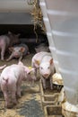 Piglet waiting feed. Pig indoor on a farm yard in Thailand. swine in the stall. Close up eyes and blur. Portrait animal. Royalty Free Stock Photo