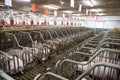 Pigs waiting feed. Pig indoor on a farm yard in Danmark. swine in the stall. Close up eyes and blur. Portrait animal. Royalty Free Stock Photo