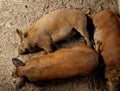 happy pigs on your plate from our organic farm. regular scraping and the Royalty Free Stock Photo