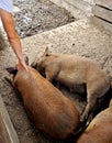 happy pigs on your plate from our organic farm. regular scraping and the Royalty Free Stock Photo