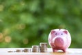 Happy Pink piggy Bank in close-up and coins stack on wooden table and nature background, Royalty Free Stock Photo