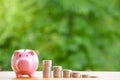 Happy Pink piggy Bank in close-up and coins stack on wooden table and nature background, Saving ideas and investment budget, Busin Royalty Free Stock Photo