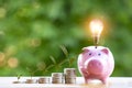 Happy Pink Piggy Bank and Light bulb in close-up and coins stack in the nature background Royalty Free Stock Photo