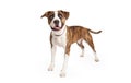 Happy Pit Bull Cross Standing Royalty Free Stock Photo