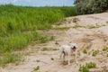 Happy Pit bull dog, smile dog face, American Staffordshire Terrier. Natural sand beach background Royalty Free Stock Photo