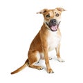 Happy Pit Bull Mix Dog Sitting Royalty Free Stock Photo