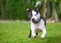 A happy Pit Bull Terrier mixed breed dog running and playing Royalty Free Stock Photo