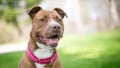 A happy Pit Bull Terrier mixed breed dog