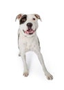 Happy Pit Bull White Black Markings Royalty Free Stock Photo