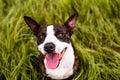 Happy Pitbull mix sitting in tall grass